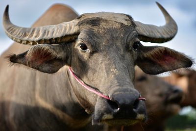 Close-up portrait of cow