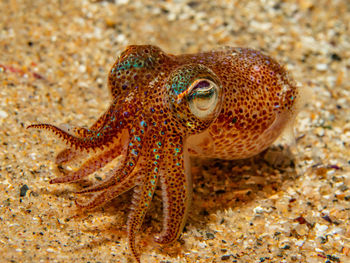 Close-up of fish in sea