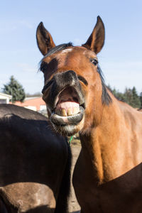 Close-up portrait of a horse