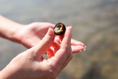 Close-up of person holding shell