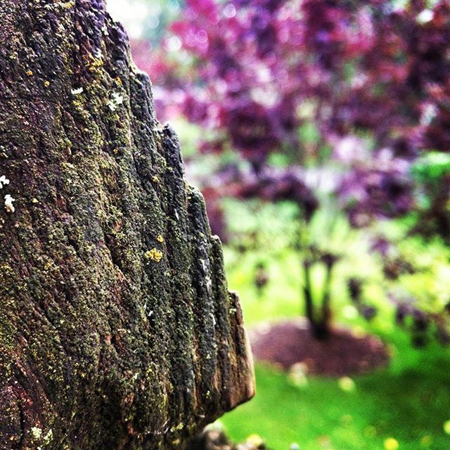 growth, focus on foreground, close-up, tree, textured, tree trunk, nature, rough, selective focus, moss, bark, beauty in nature, growing, tranquility, day, outdoors, natural pattern, plant, no people, rock - object