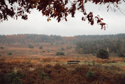 Walking in veluwe 