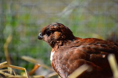 Close-up of a bird looking away