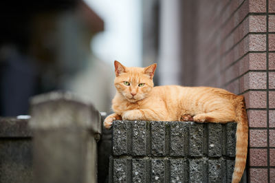 Orange tabby cat sitting by wall