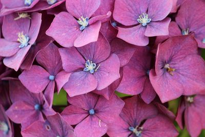 Full frame shot of pink hydrangea flowers