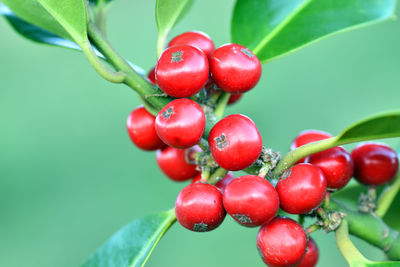 Close-up of cherries growing on plant