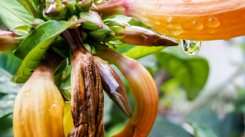 Close-up of raindrops on flowers blooming outdoors