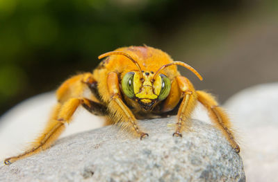 Close-up of insect on rock