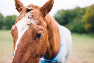 Close-up portrait of horse