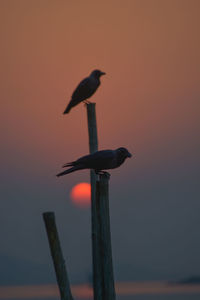 Bird perching on pole against sky during sunset