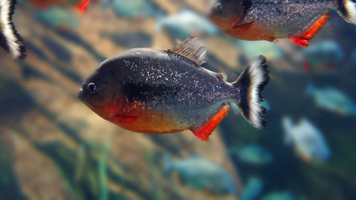 Close-up of fish swimming in aquarium