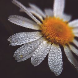 Close-up of flowers