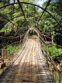 Narrow pathway along trees in forest