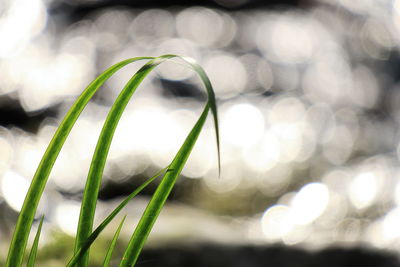 Close-up of plant growing outdoors