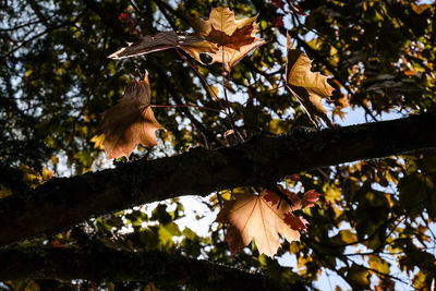 Low angle view of leaves on tree