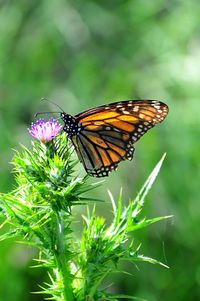 Close-up of butterfly pollinating on flower