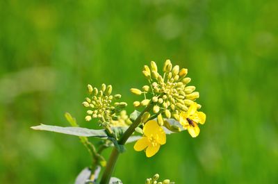 Close-up of yellow flowering plant on field