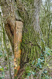 Close-up of moss growing on tree trunk