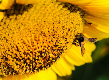 Macro shot of bee pollinating on sunflower