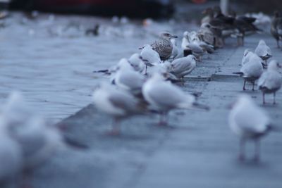 Birds in lake during winter