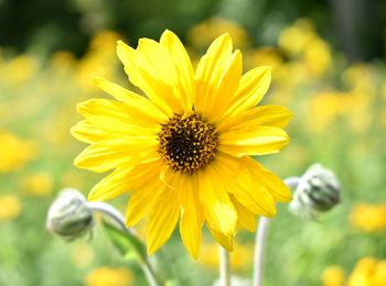 Close-up of yellow flower