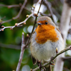 Close-up of bird perching on branch