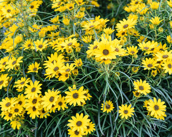 Close-up of yellow cosmos flowers blooming on field