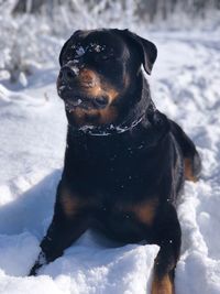 Black dog in snow