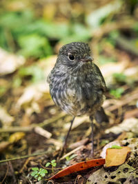 Close-up of a bird perching on a field