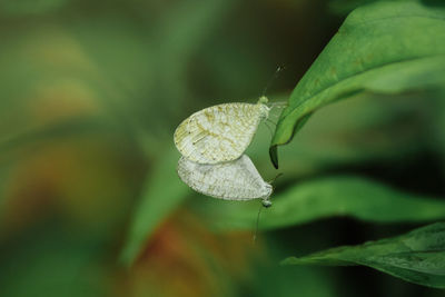 Close-up of butterfly on leaves