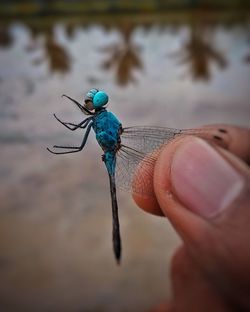 Close-up of insect on hand