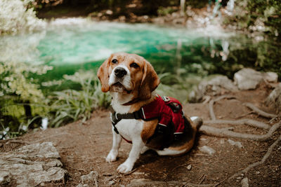 Portrait of a dog looking away