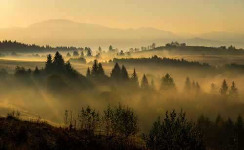 Scenic view of trees against sky during sunset