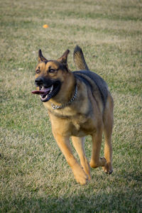 Dog running on field