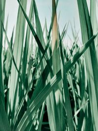 Close-up of stalks in field