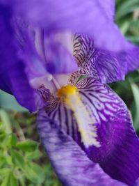 Close-up of purple iris