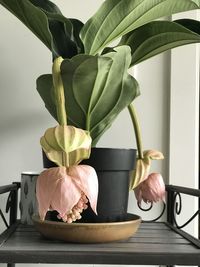 Close-up of flower vase on table at home