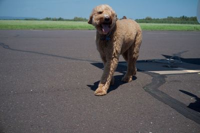 Goldendoodle walking on street