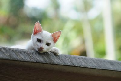 Portrait of a cat on wood