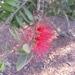 Close-up of insect on plant