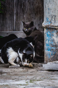 Portrait of cat sitting on wood