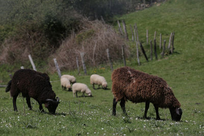 Sheep grazing in a field