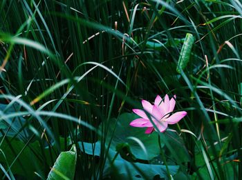 Close-up of pink flowering plant