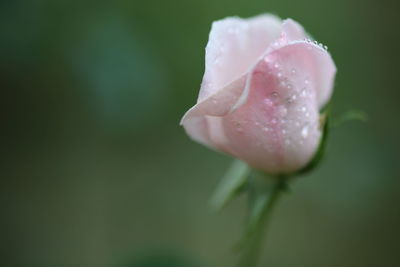 Close-up of wet pink rose blooming outdoors