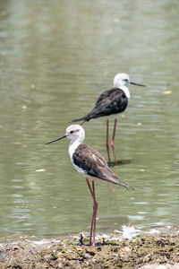 Bird perching on a lake
