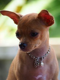 Close-up of a dog looking away