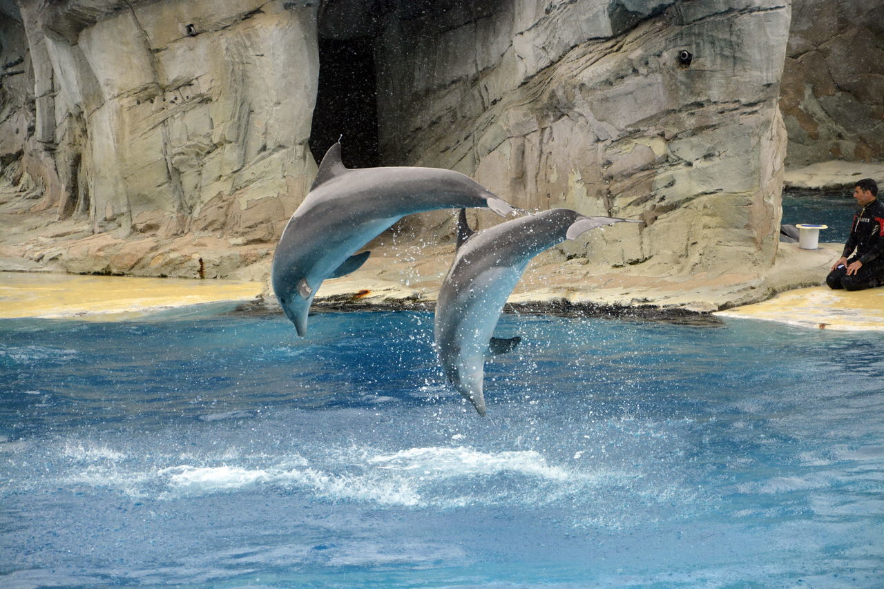 BIRDS IN SWIMMING POOL