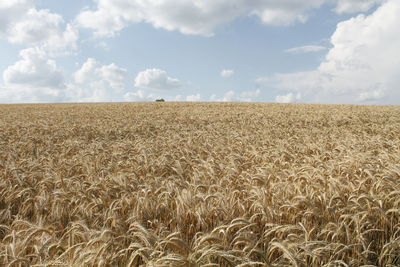 View of wheat field against sky