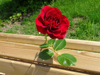 Close-up of red rose
