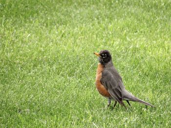 Bird perching on a field